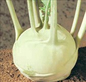 Cavolo rapa